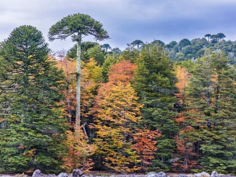 Trekking Parque Nacional Conguillío desde Santiago - Foto de galería 2