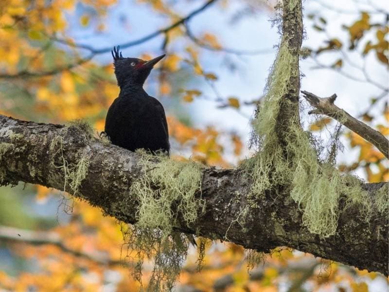 Trekking Parque Nacional Conguillío desde Santiago - Foto de galería 4