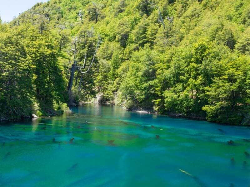 Trekking Parque Nacional Conguillío desde Santiago - Foto de galería 3