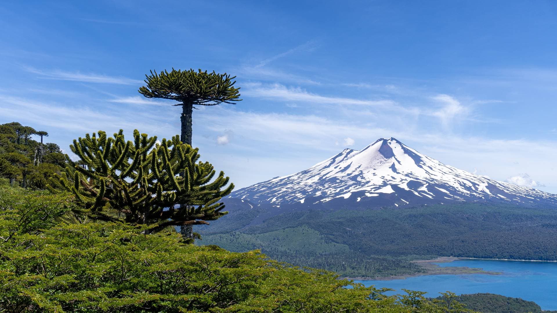 Trekking Parque Nacional Conguillío desde Santiago
