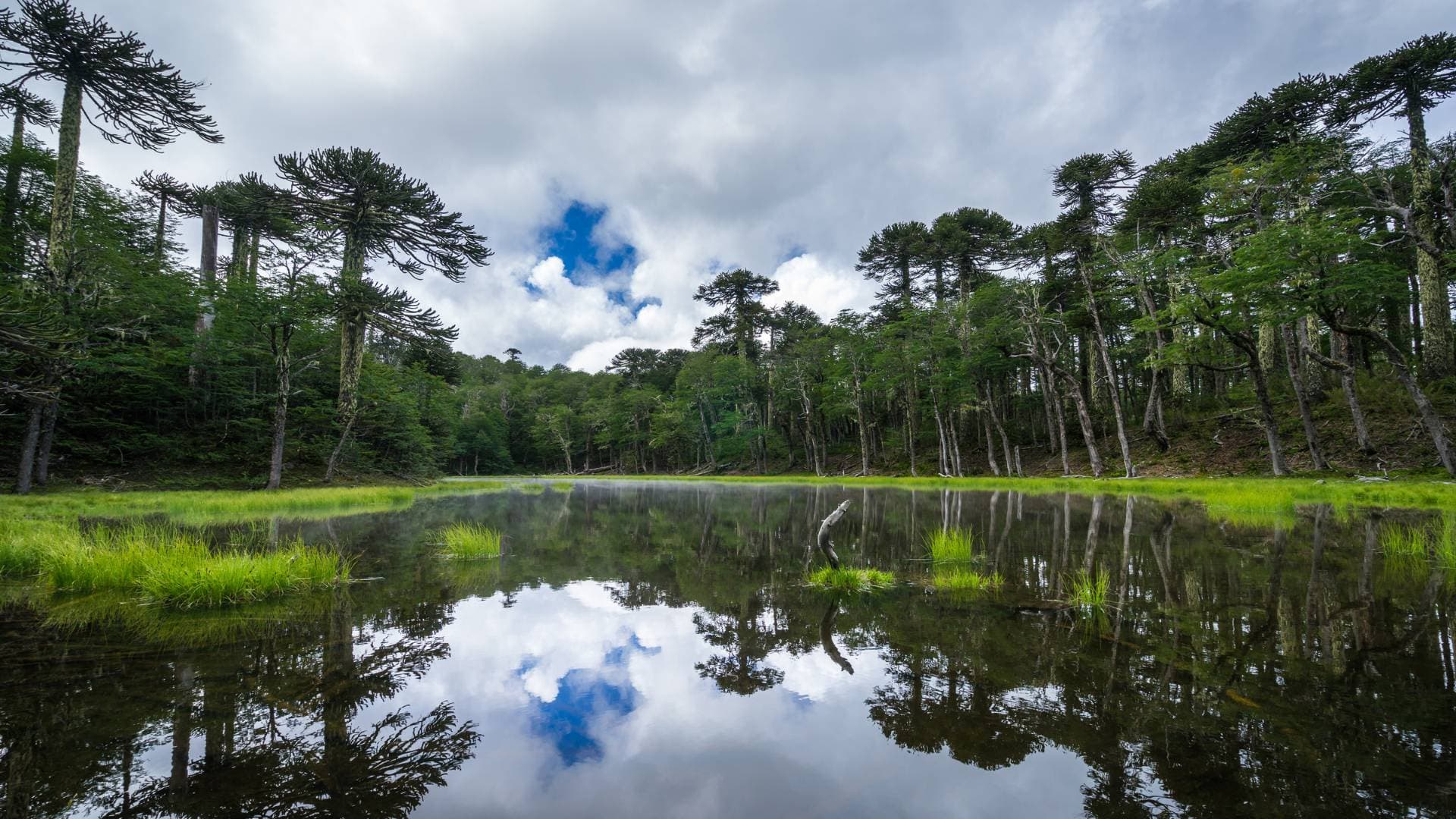 Trekking Parque Nacional Huerquehue desde Santiago – Sendero Los Lagos