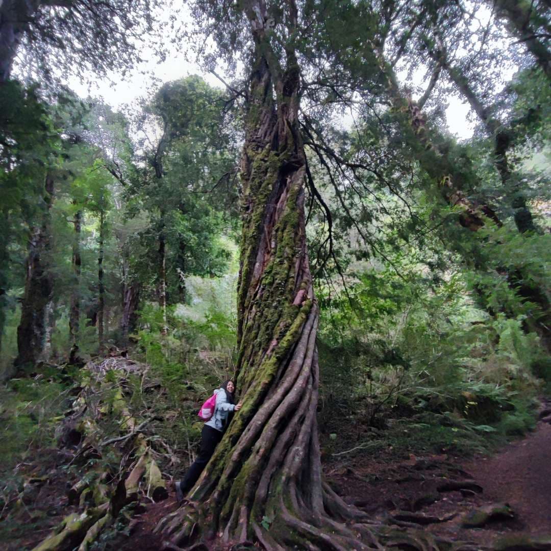 Trekking Parque Nacional Huerquehue desde Santiago – Sendero Los Lagos - Foto de galería 1