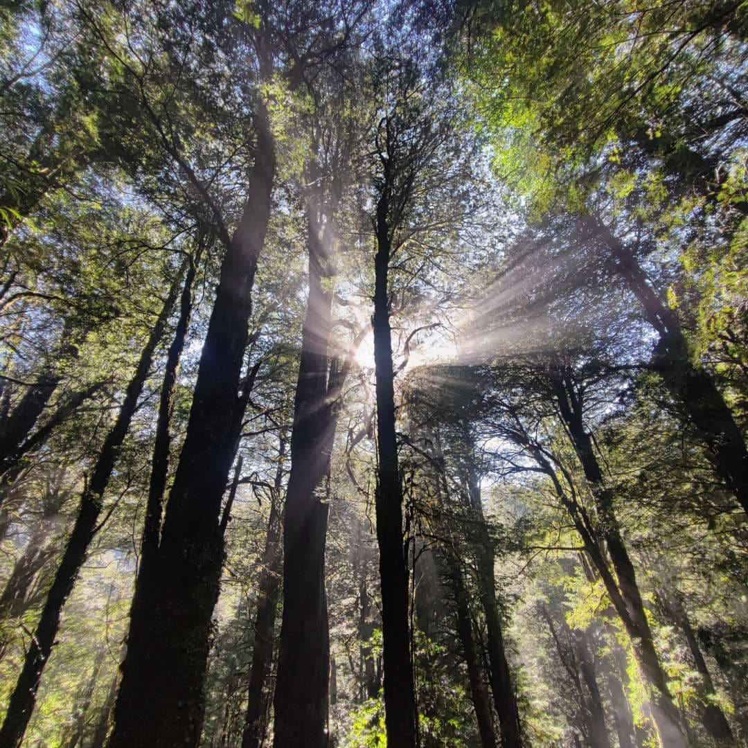 Trekking Parque Nacional Huerquehue desde Santiago – Sendero Los Lagos - Foto de galería 5