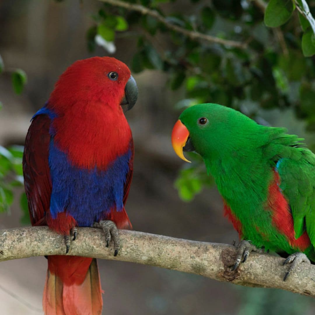 Tour Parque Tricao + Aviario desde Santiago – Naturaleza y Humedal - Foto de galería 1