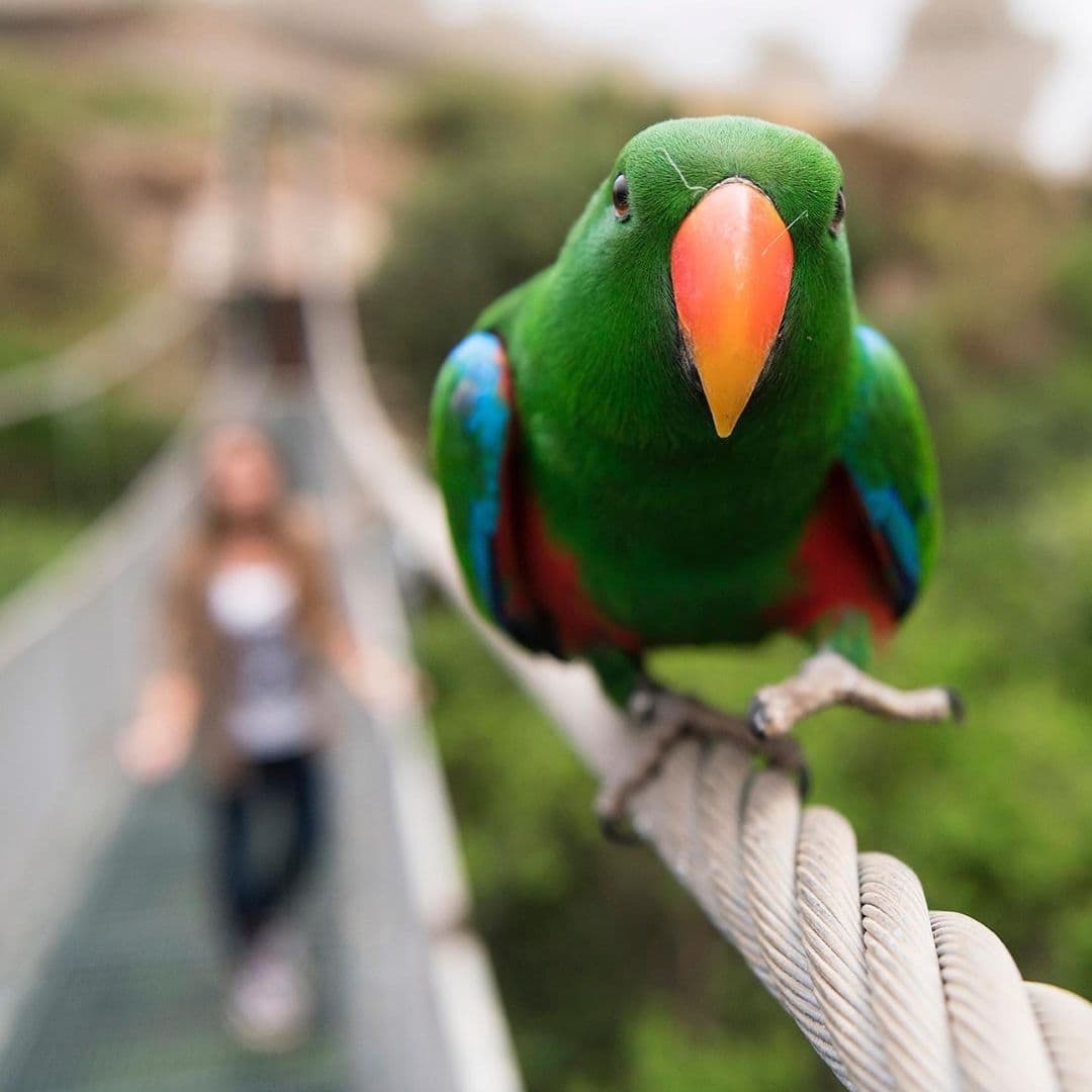 Tour Parque Tricao + Aviario desde Santiago – Naturaleza y Humedal - Foto de galería 6