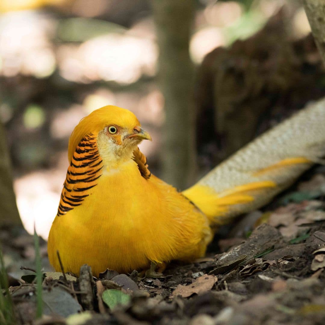 Tour Parque Tricao + Aviario desde Santiago – Naturaleza y Humedal - Foto de galería 5