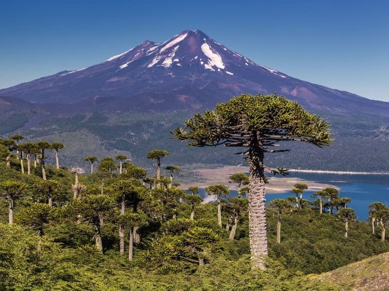 bosque de araucarias parque nacional conguillio chile