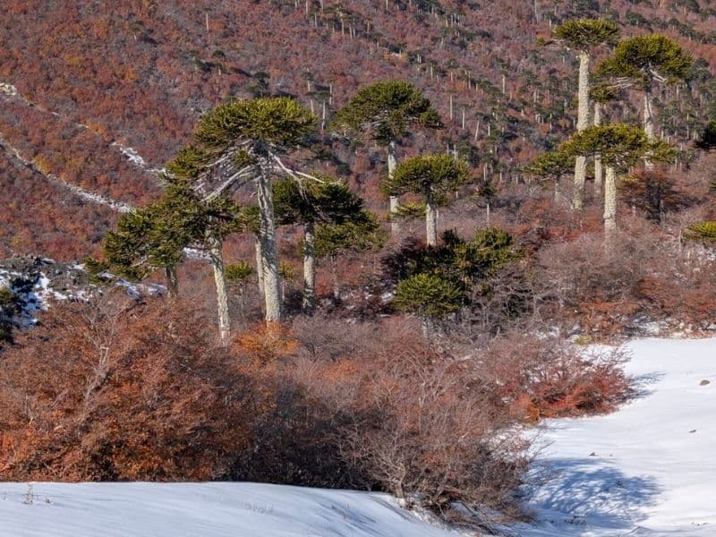 Trekking Sierra Nevada Conguillío desde Santiago 3 días - Foto de galería 3