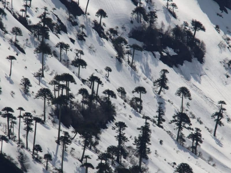 Trekking Sierra Nevada Conguillío desde Santiago 3 días - Foto de galería 7