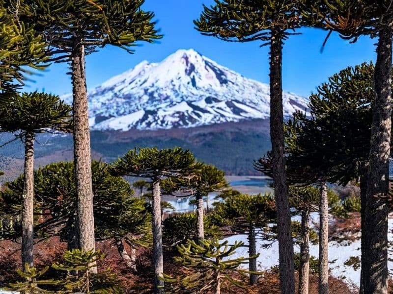 Trekking Sierra Nevada Conguillío desde Santiago 3 días - Foto de galería 8