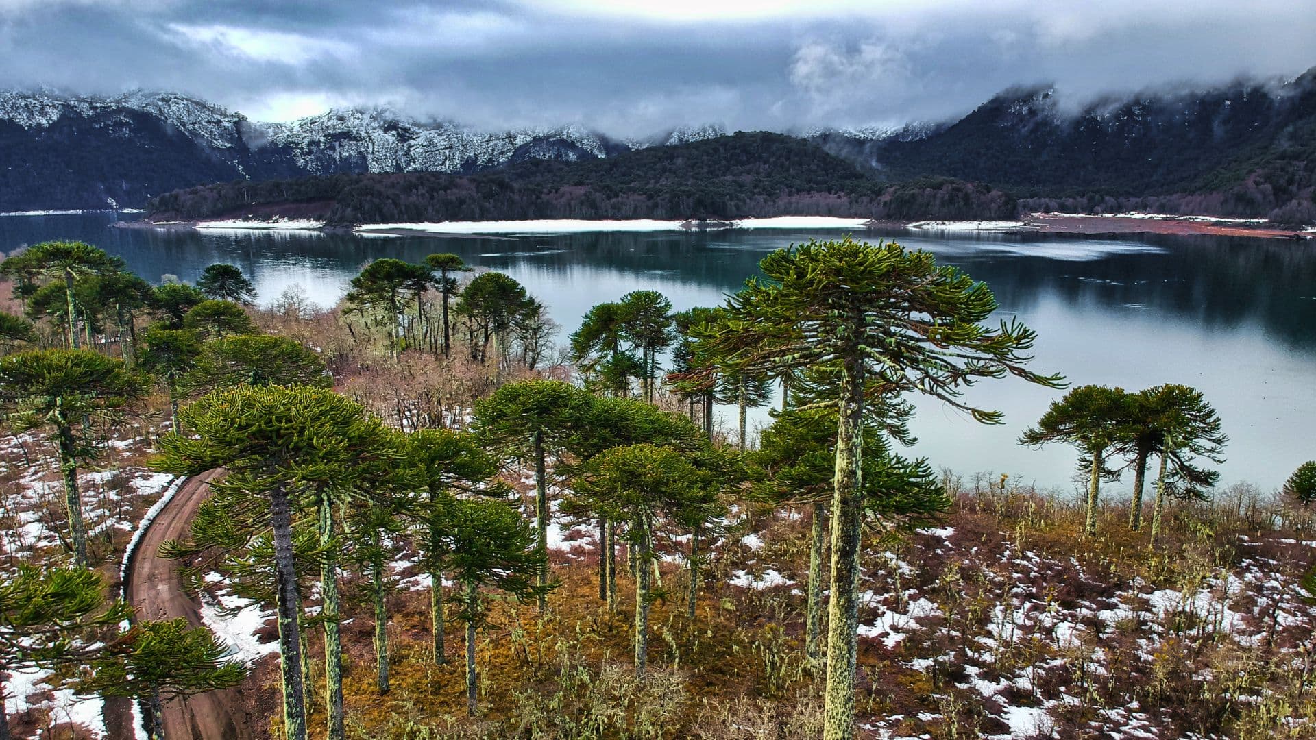 Parque Conguillío Invernal desde Santiago