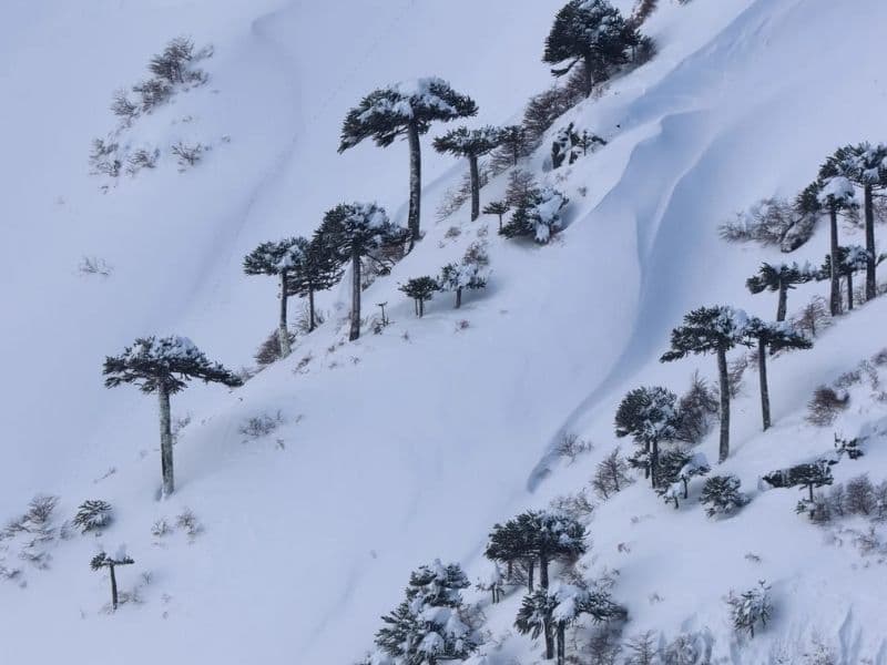 Parque Conguillío Invernal desde Santiago - Foto de galería 3