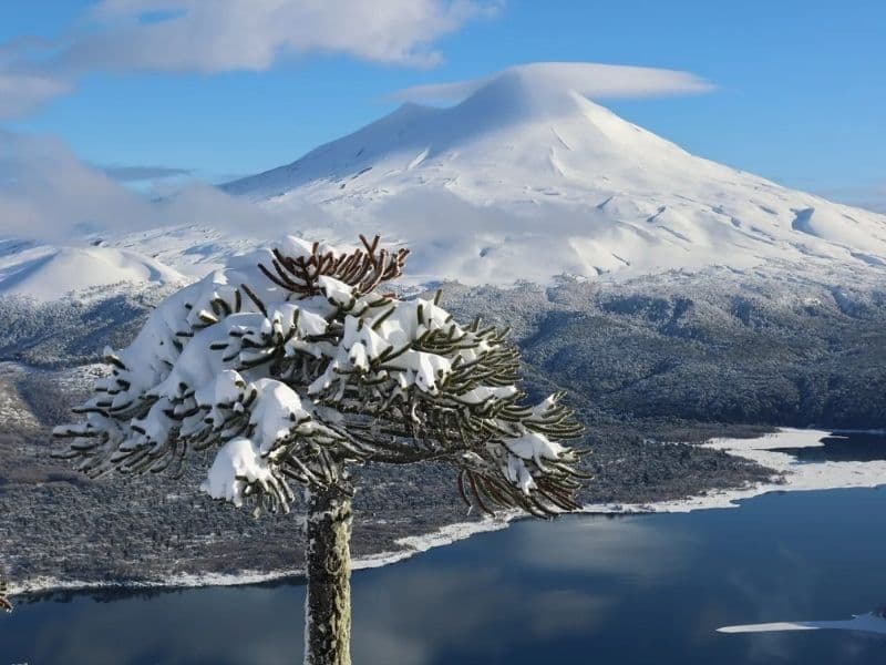 Parque Conguillío Invernal desde Santiago - Foto de galería 1