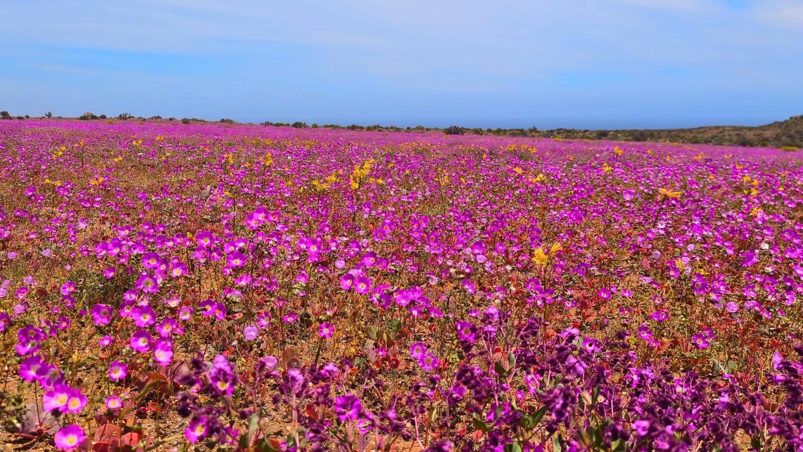 Tour Desierto Florido y Bahía Inglesa