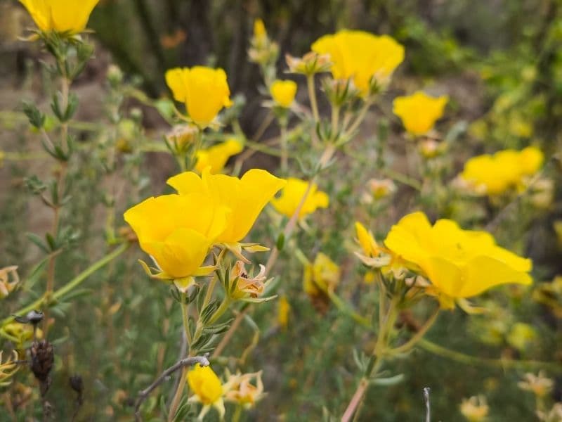 Tour Desierto Florido y Bahía Inglesa - Foto de galería 4