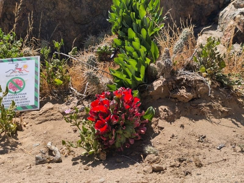 Tour Desierto Florido y Bahía Inglesa - Foto de galería 5